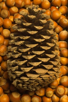 Cone and hazelnuts macro background