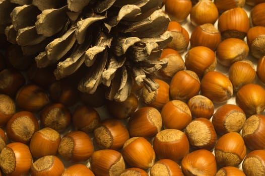 Cone and hazelnuts macro background