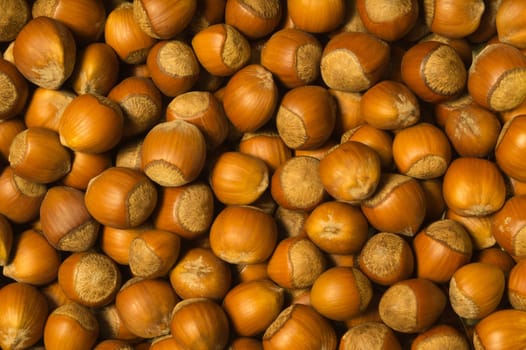 Hazelnuts texture background. filbert. nuts macro