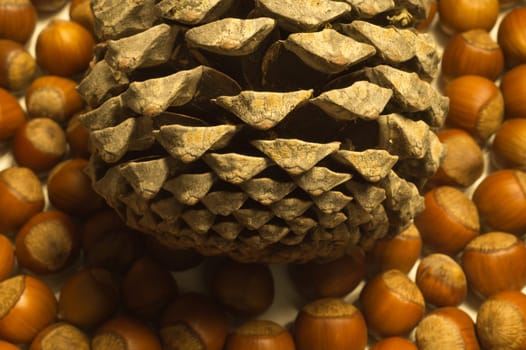 Cone and hazelnuts macro background