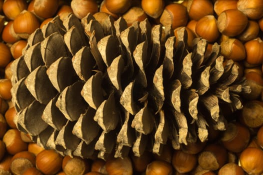 Cone and hazelnuts macro background