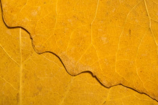 Autumn leaf macro texture background. copy space