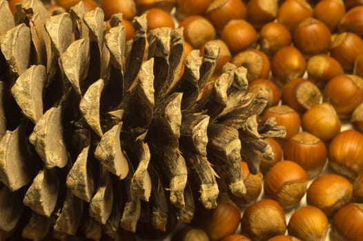 Cone and hazelnuts macro background