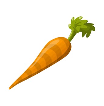 carrot vegetable root orange natural illustration fresh