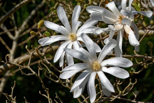 magnolia