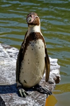 eyed penguin