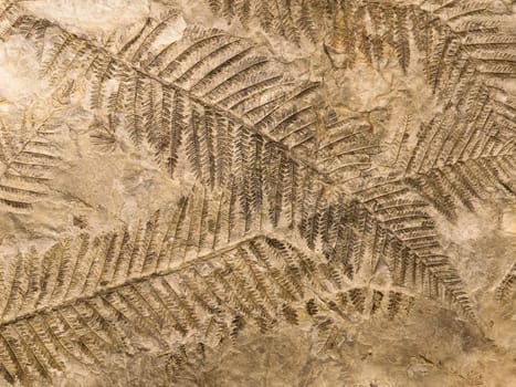 Petrified prehistorical fronds of fern imprint on the stone with plants branches and foliage
