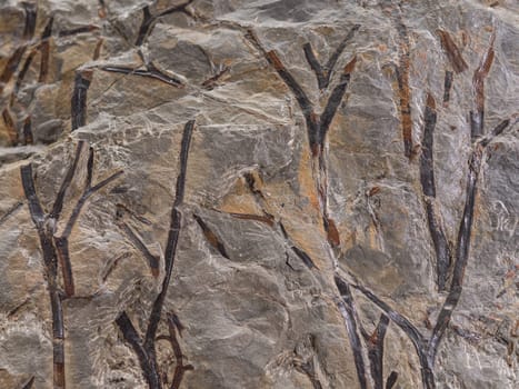Fossil imprint on the stone of prehistorical plants stems