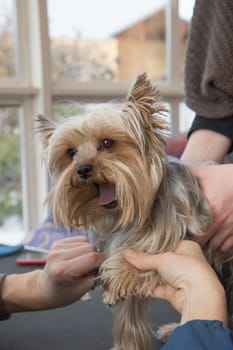 Grooming Yorkshire Terrier. The dog has an open mouth.