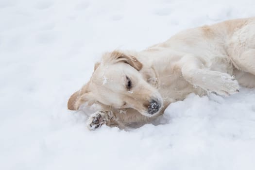 Golden retriever is lying on the snow. Paws of the head.