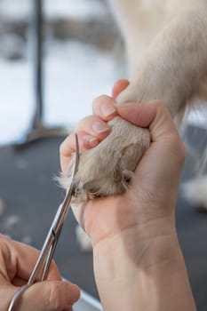 Grooming Golden Retriever dog. Closeup of trimming  paws by scissors.