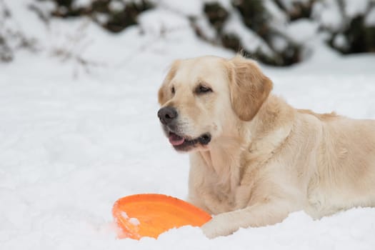 Golden retriever is lying on the snow and playing with a orange frisbee