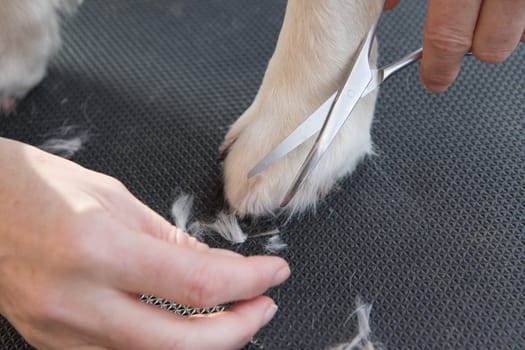 Grooming Golden Retriever dog. Closeup of trimming  paws by scissors. The dog is standing on a black table.