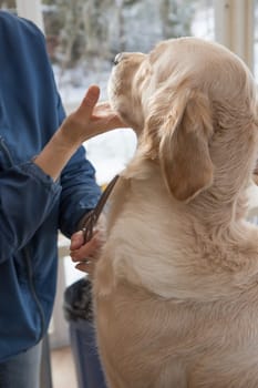 Grooming Golden Retriever dog. The dog is sitting on the table and looking at the groomer.