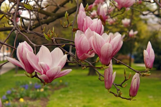 Pink flowers of magnolia in spring