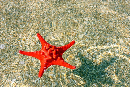 Beautiful red starfish with shadow in shallow water