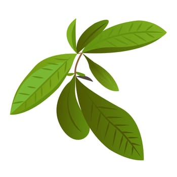 Tea leaves herbal green ceylon agriculture vector illustration isolated on a white background