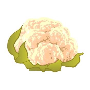 Cauliflower vegetable vector illustration isolated on a white background