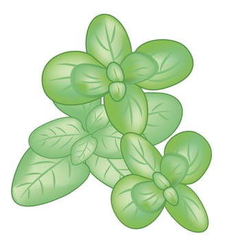 Thyme leaves vector illustration isolated on a white background