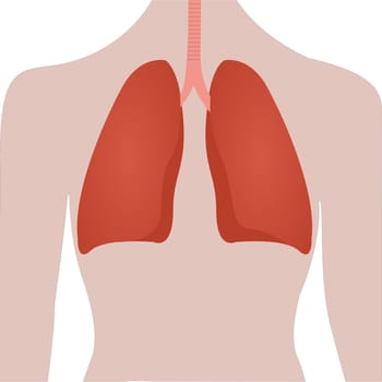 Human lungs location in body  vector illustration on a white background