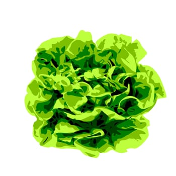 Bunch of lettuce greens vegetable greenery kale for salad on a white background isolated vector illustration