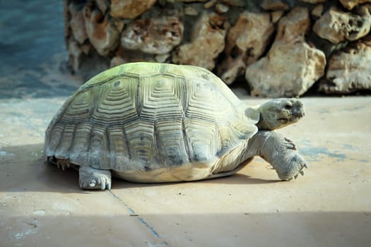 close up, details of turtle, turtles