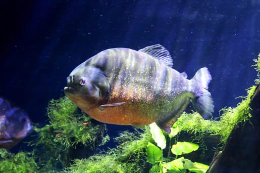 close up of a piranha
