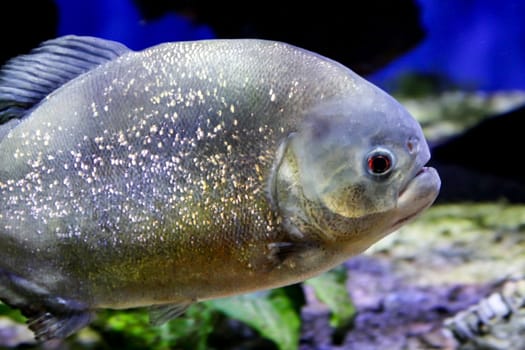 close up of a piranha