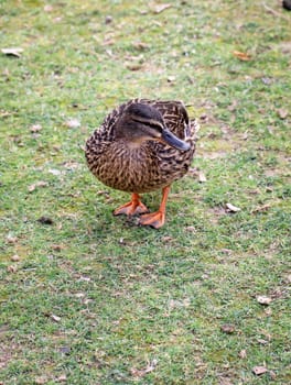 details of a duck