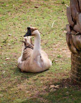 a hump-goose