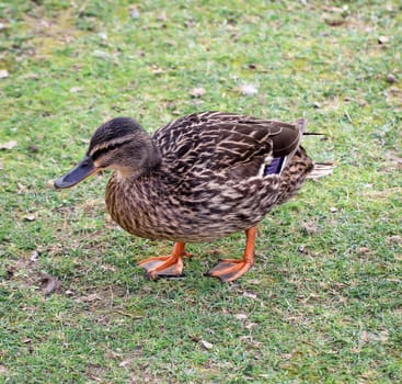 details of a duck