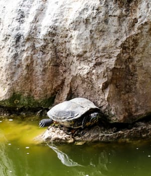 close up, details of turtle, turtles