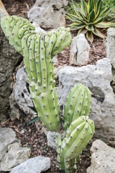 Details of a Cactus, blossom