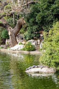 a pont in a park