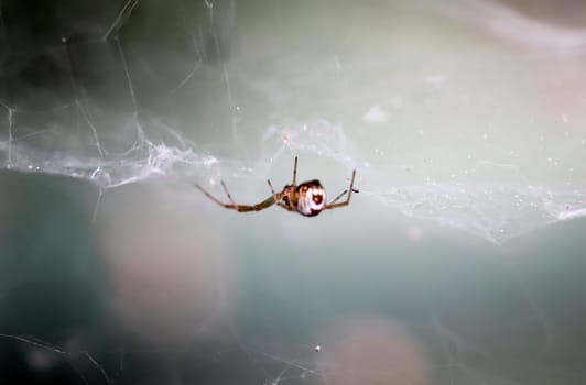 a spider in the web