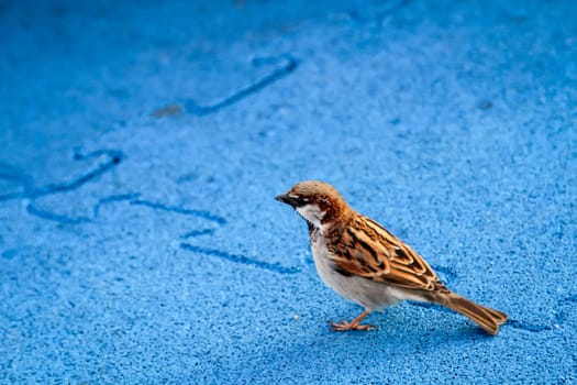 close up of a sparrow