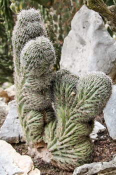 Details of a Cactus, blossom