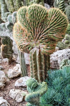 Details of a Cactus, blossom