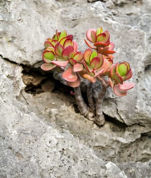 Details of a Cactus, blossom