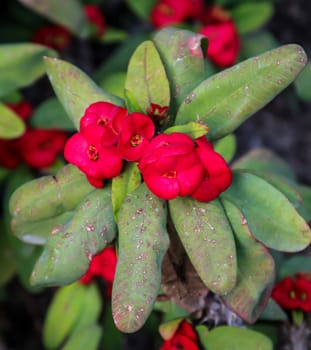 Details of a Cactus, blossom