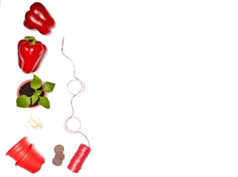 Seeds, young seedlings and fresh peppers on a white background. Top view with copy space. Concept of spring gardening, vegetable growing, agriculture and harvest