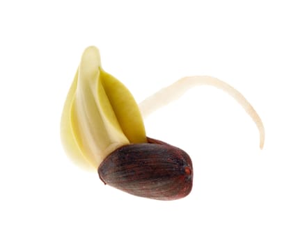 Germinated seed of sunflower isolated on white background.