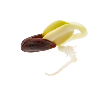 Germinated seed of sunflower isolated on white background.