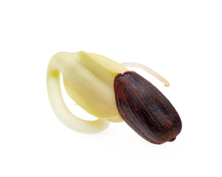 Germinated seed of sunflower isolated on white background.