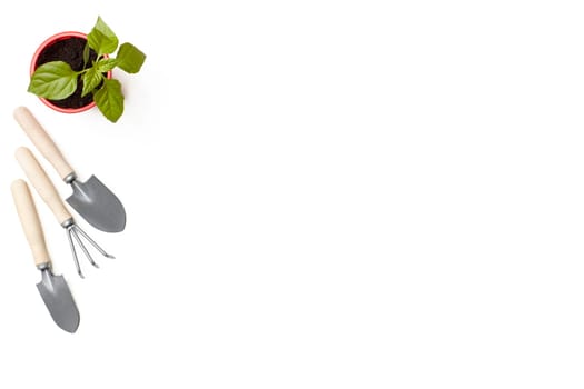 Gardening tools and young seedlings of pepper on a white background. Top view with copy space. Concept of spring gardening, vegetable growing, agriculture and harvest