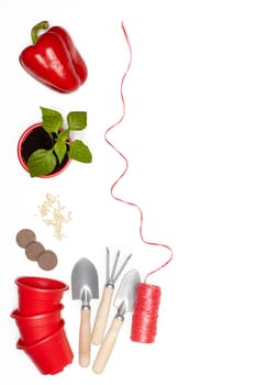 Gardening tools, young seedlings and fresh peppers on a white background. Top view with copy space. Concept of spring gardening, vegetable growing, agriculture and harvest