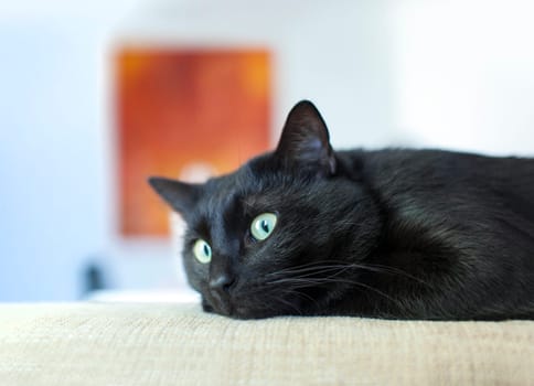 Beautiful black cat with green eyes lying on a sofa