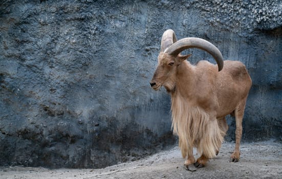 Barbary sheep ( Ammotragus lervia ) standing on rocky mountains
