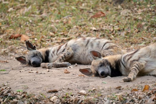 two striped hyena  sleeping on the ground