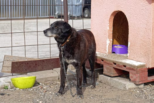 Black dog in front of house